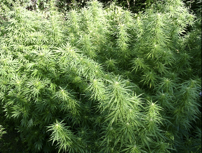 image of growing marijuana