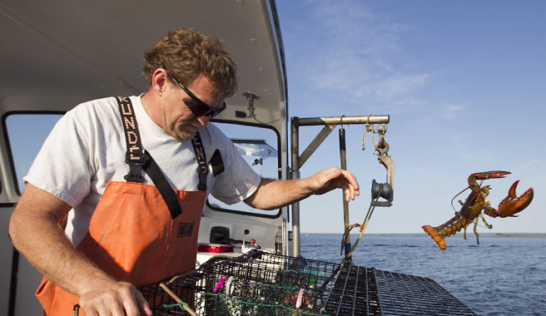 In this Maine Public, May 21, 2012 file photo, Scott Beede returns an undersized lobster while checking traps in Mount Desert, Maine. Ocean temperatures are warmer-than-usual again in the Gulf of Maine, creating worries among lobstermen that there could be a repeat of last summer's early harvest that created a glut on the market and havoc within the industry.