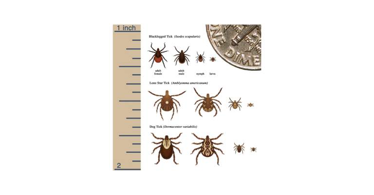 Blacklegged, lone star, and dog tick sizes to represent the Maine Policy Matters podcast episode topic of the state of ticks in Maine.