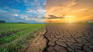 Scenery split in half, with left side depicting a growing field and the right a dry field.