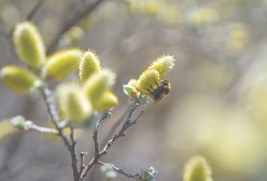 Close-up of a bee pollinating a fuzzy yellow pussy willow catkin against a soft-focus background.